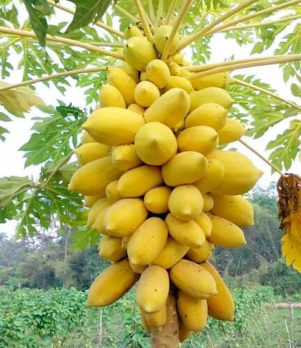 Special Papaya Seeds - Golden Papaya - Imported & Limited stock!🔥 (💪 23,753+ Satisfied Customers)