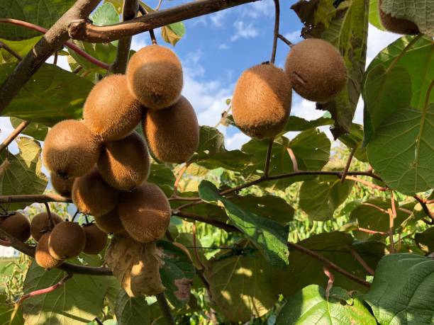 Kiwi Seeds Imported Suitable For Home Planting🥝 (💪 20,000+ Satisfied Customers)