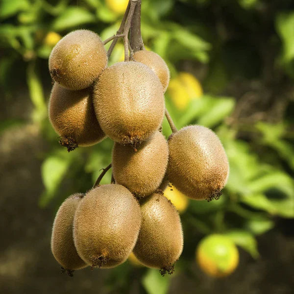 Kiwi Seeds Imported Suitable For Home Planting🥝 (💪 20,000+ Satisfied Customers)