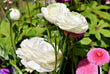 Ranunculus F1 Hybrid Seeds Mix Color (10 Seeds)