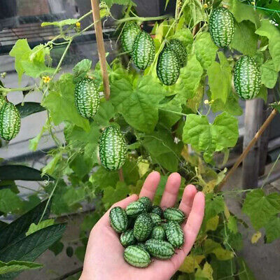 Thumb Watermelon Seeds (Imported Rare Seeds Of High Quality)