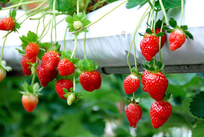 Creamy Strawberry 150 Seeds (Buy 1 get 1 free)