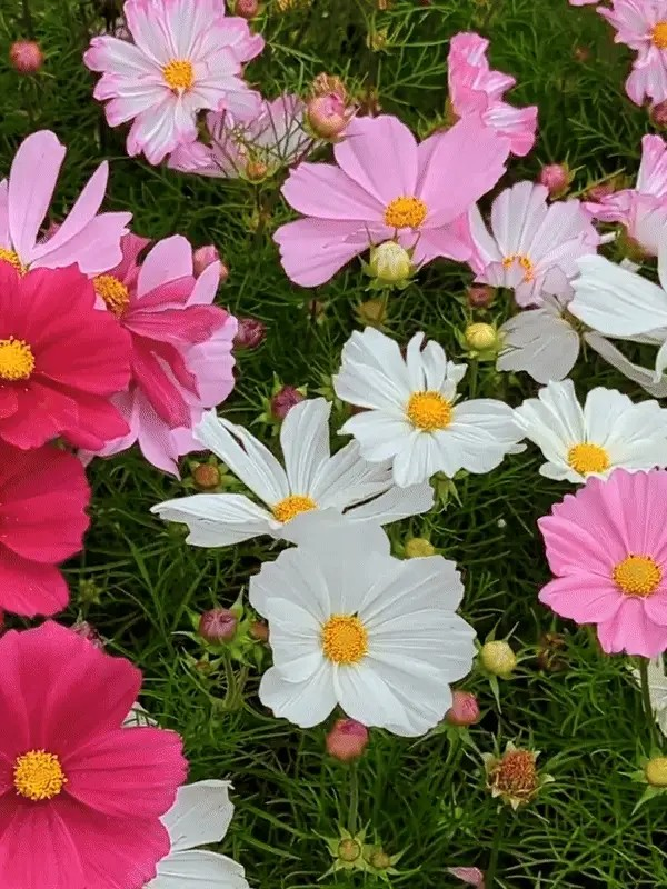 Flower Seeds Mix Varieties (Buy 1 Get 1 Free)